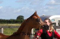 In Hand Fillies