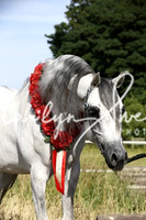 ECAHO Stallions
