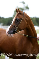 ECAHO Geldings 1 - 3