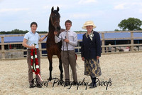Pure Bred MARES