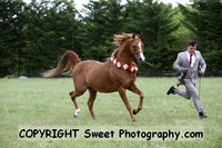 ECAHO Stallions