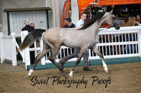 ECAHO Geldings