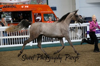 ECAHO 3 yr old Fillies
