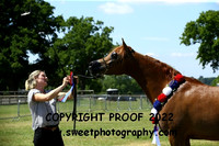 ECAHO Geldings