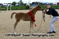 ECAHO Mares with Foals
