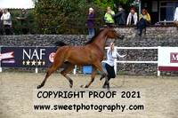 Fillies 3 years