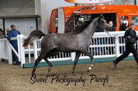 ECAHO 2 yr old Fillies