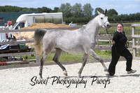In Hand Mares and Foals