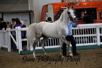 ECAHO Stallions