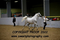 ECAHO Geldings Senior