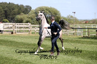 ECAHO Geldings