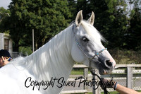 Geldings and Ring 4
