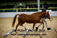 RING 1 In-Hand Trail