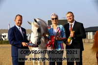 In-Hand Arabians Geldings 1 to 3 years