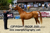 Mares Veterans