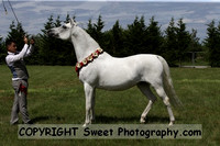 ECAHO Mares