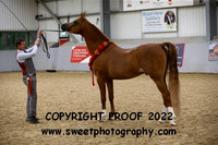 ECAHO Stallions