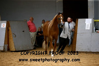 ECAHO Mares Senior