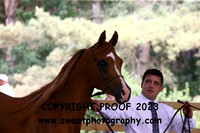 ECAHO Gelding Classes