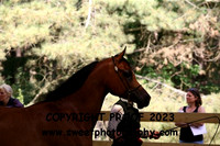 ECAHO Gelding Championship