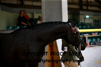 IN-HAND Anglos/PBAs 4 yrs+