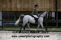 RIDDEN HOYS Stallion