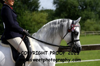 RIDDEN Novice Stallions