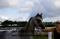 In-Hand Junior Geldings