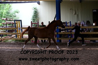 ECAHO Mares 9 years and over