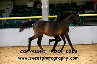 ECAHO Geldings Yrlgs