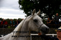 FRIDAY Round Oak Ring ECAHO Mares
