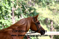 ECAHO Fillies 2 yrs