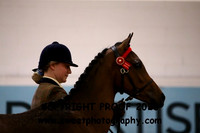 IN-HAND PBA Yearlings