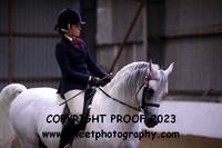 RIDDEN Novice Arab Stallion