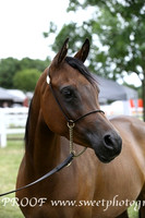 ECAHO Mares Junior