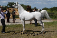 In Hand Stallions
