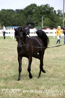 ECAHO Colts 2 yrs