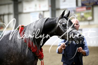 ECAHO Colts