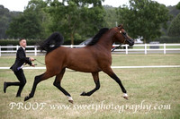 ECAHO Stallions Junior