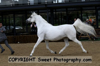 ECAHO Champs Sr Female