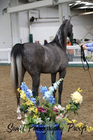 ECAHO 2 yr old Colts