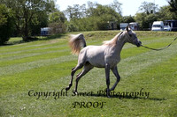 ECAHO Fillies