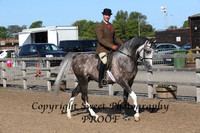 Novice Ridden Arabs