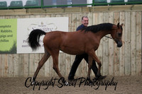 In Hand Colts and Fillies