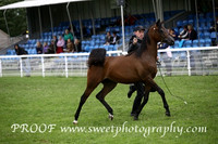 Friday Main Ring Fillies Sterling