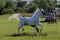 Ring 1 Arabian Stallions