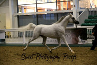 Championship Senior Male