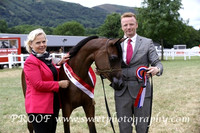 ECAHO Championship Yrlg Fillies
