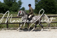 Ridden HOYS Stallions