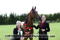 ECAHO Geldings
